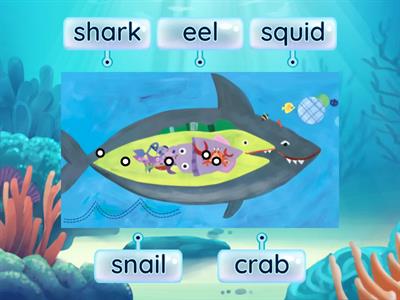 Sea creatures labelled picture