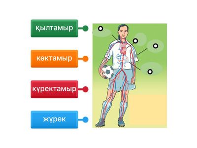қан айналымы / жаратылыстану
