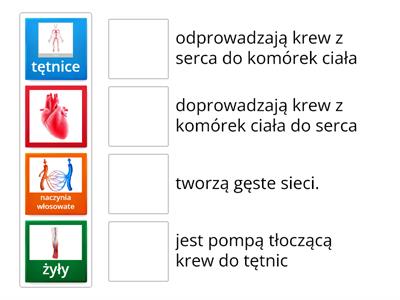 Ukłąd krążenia funkcje