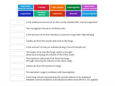 Respiratory System 