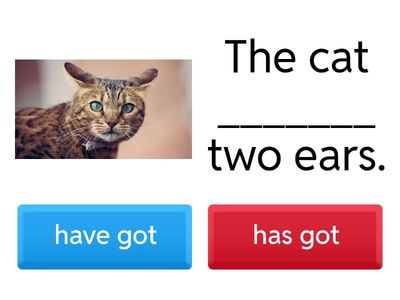 Have got/Has got