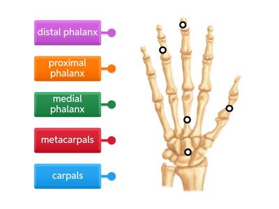 Hand Bones