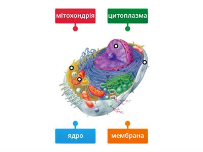 Клітина тварин. 5 клас. НУШ.