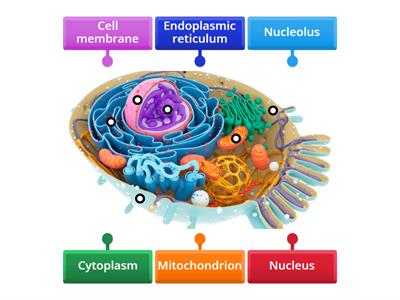 Cell Structure