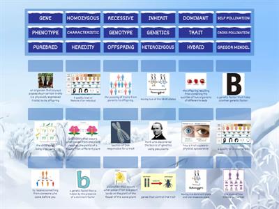 Mendelian Genetics vocab matching