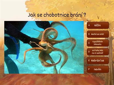 Hlavonožci část 1.