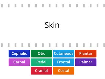 C01. Body Area Terms - extra exercise