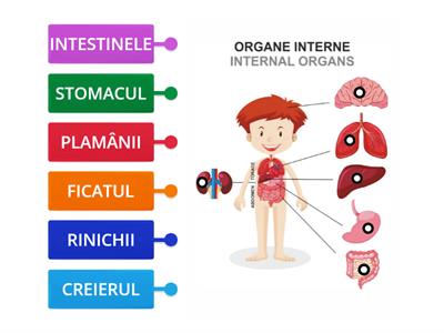 ORGANELE INTERNE