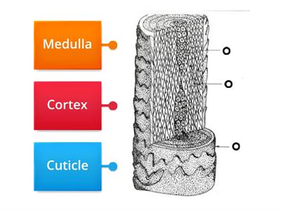 Structure of the hair