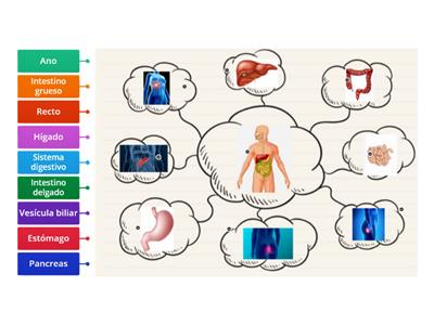 Mapa conceptual sistema digestivo