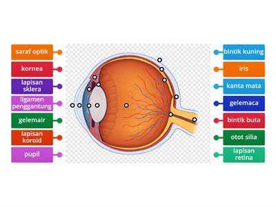  Struktur Mata 