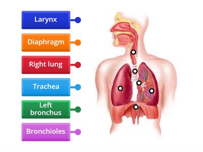 IGCSE Gas exchange system