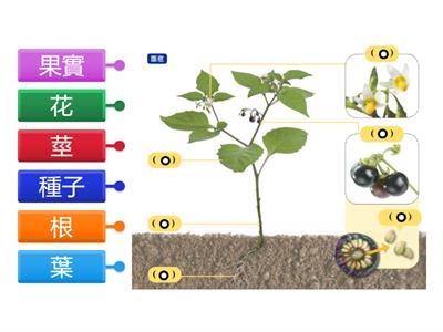 植物身體的各部位(初階)