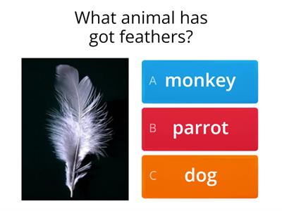 Animal Body Parts