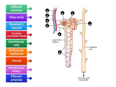 Blood Flow in the Nephron