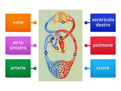 APPARATO CIRCOLATORIO