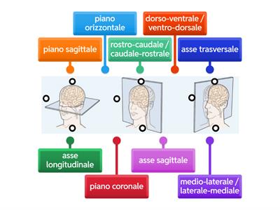 piani anatomici, assi di movimento e direzioni di movimento