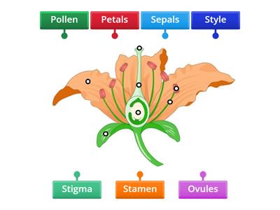 Parts of a Flower