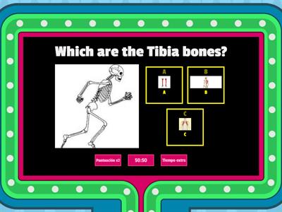  The Skeletal System 4to