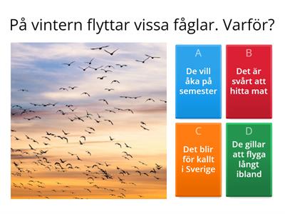 Stannfåglar och flyttfåglar