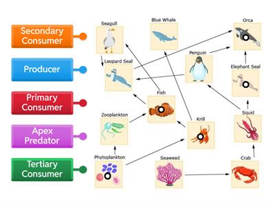 Food Web