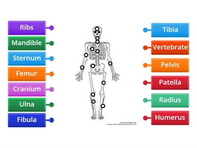 Label the Skeletal System