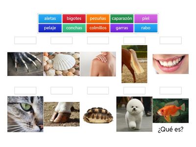 Partes de los animales