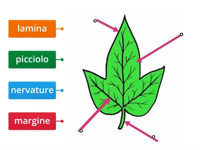 LA FOGLIA- Collega i cartellini alle parti giuste