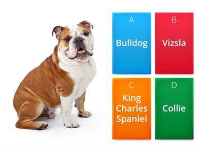 Dog Breeds