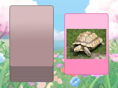 вводный курс slow  fast