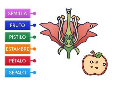LAS PARTES DE UNA FLOR