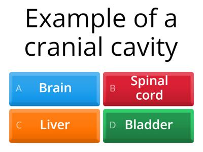 Anatomy questions