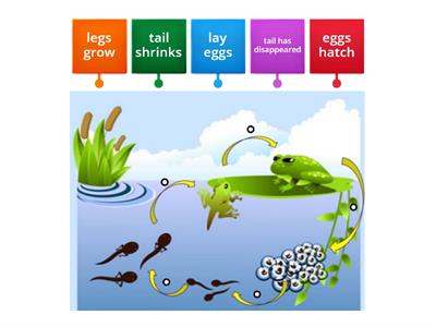 Life Cycle of a Frog