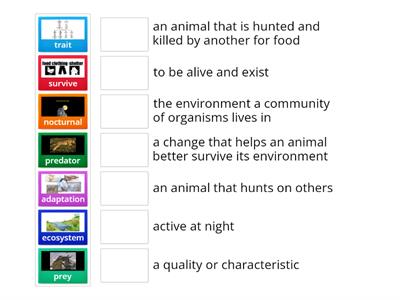 Animal Adaptations 