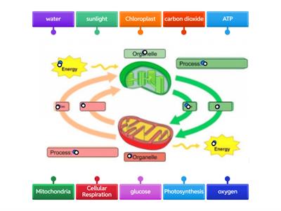 Photosynthesis and Cellular Respiration