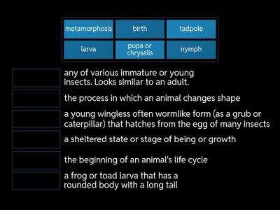 Animal Life Cycles Vocabulary