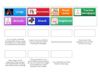 Functions of the respiratory system