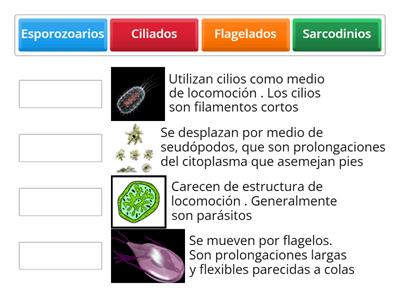 Clasificación de los Protozoarios