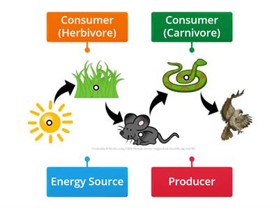 Food Chain