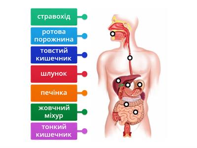 Будова травної системи