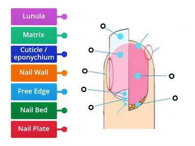 ANATOMY OF THE NAIL