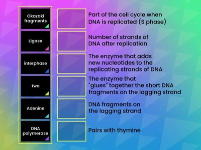 DNA Replication