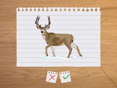 Wild animals-18 words