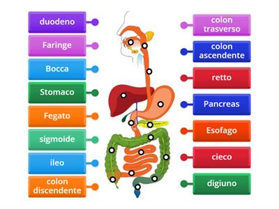 Organi dell'Apparato digerente e Ghiandole annesse