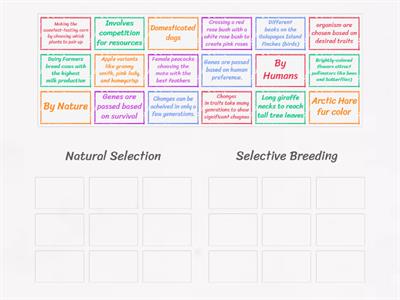 DAY 11 Natural Selection vs Selective Breeding 