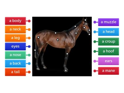 A horse - what does it look like? (body)