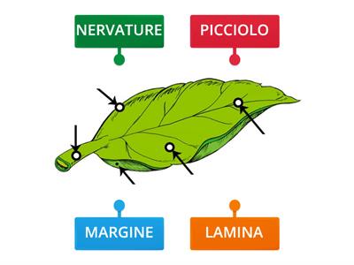 LE PARTI DELLA FOGLIA: