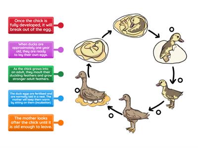 Life Cycle of a Duck