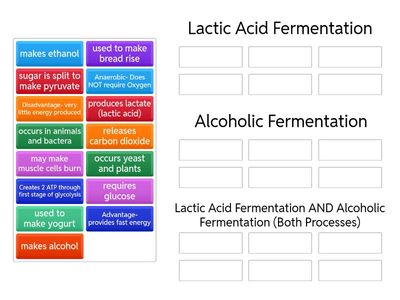 Lactic Acid Fermentation vs. Alcoholic Fermentation