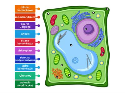 budowa komórki roślinnej